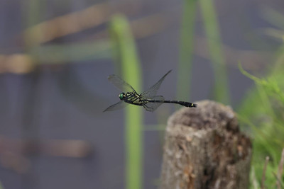 Yamasanae